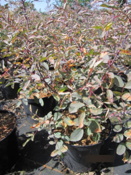 Rosa Glauca - Rotblatt Rose